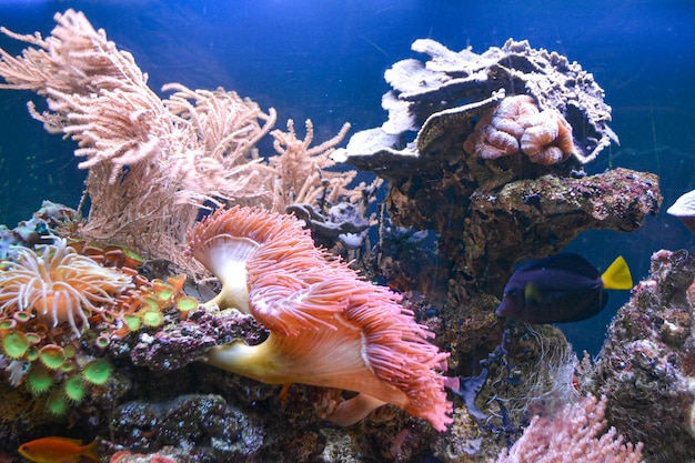 Anemone di vita marina dell'oceano della barriera corallina subacquea. Foto di alta qualità