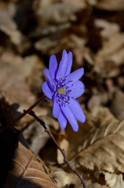 Anemone hepatica piccolo fiore di campo all'inizio della primavera viola blu