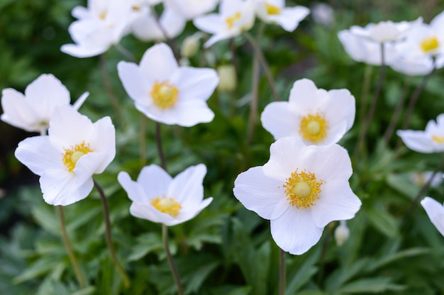 Anemone - i fiori bianchi della molla crescono nel giardino.