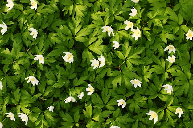 Anemone nemorosa, fiore della foresta di primavera bianca