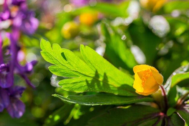 Anemone ranunculoides con messa a fuoco selettiva