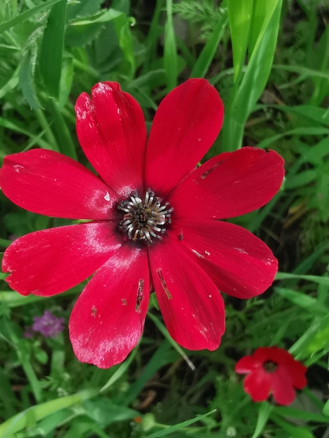 Anemone rosso Coronaria fiore in natura