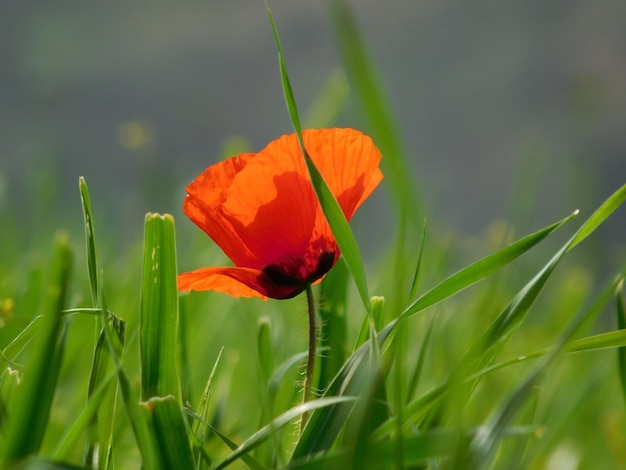 anemone rosso e natura verde