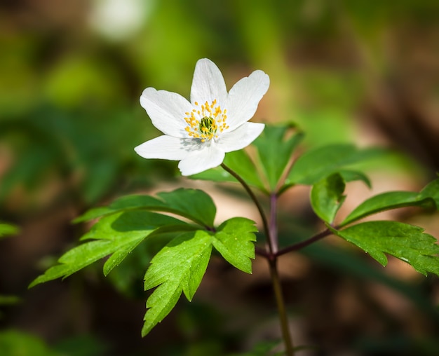 Anemone Sylvestris. Primi fiori primaverili