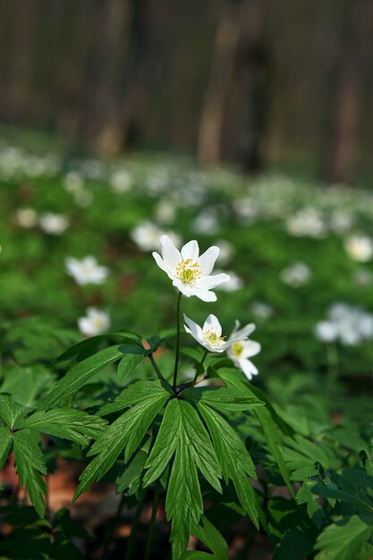 Anemone Sylvestris.