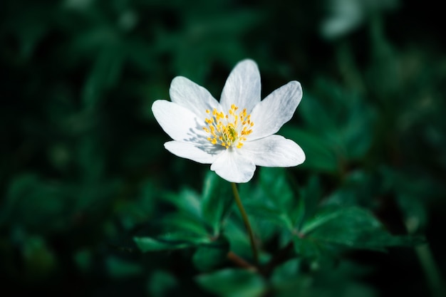 Anemone Sylvestris.