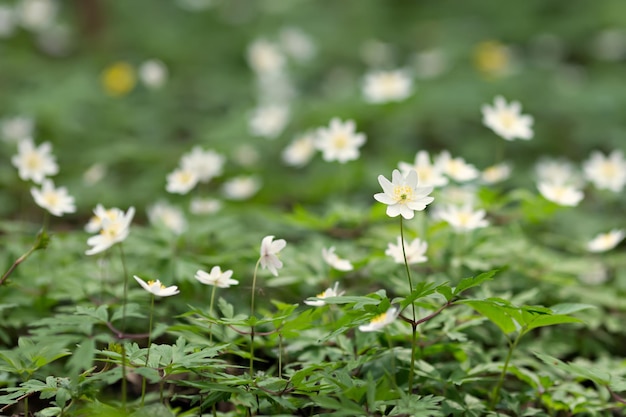 Anemoni bianchi che crescono nella foresta primaverile