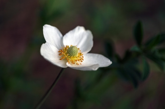 Anemoni bianchi selvaggi che fioriscono in primavera nella foresta