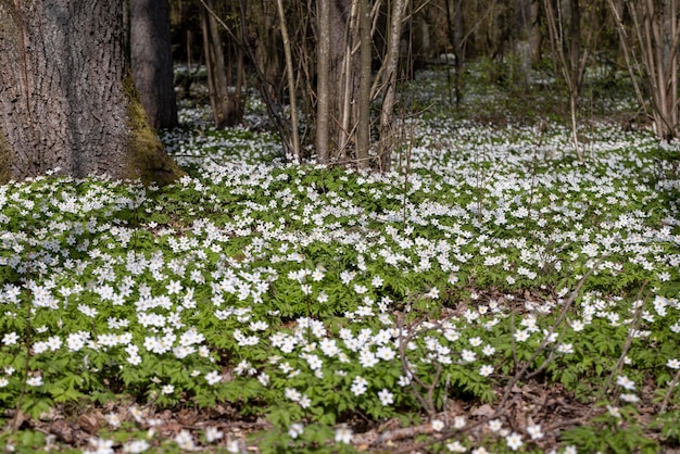 Anemoni primaverili bianchi che crescono nella foresta in primavera