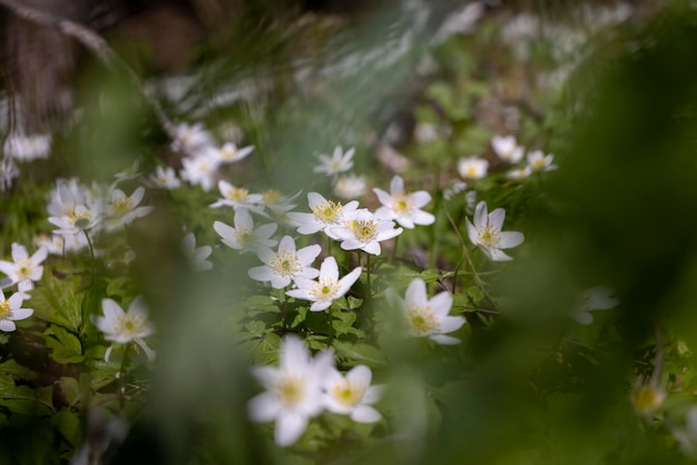 Anemoni primaverili bianchi che crescono nella foresta in primavera