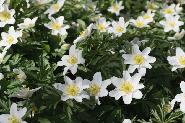 Anemoni primaverili bianchi in fiore