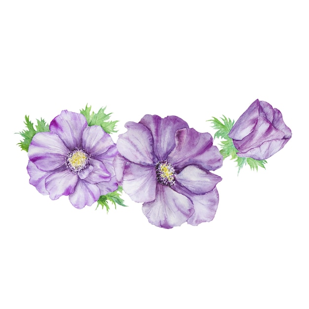 Anemoni viola disegnati a mano ad acquerello con foglie verdi isolati su sfondo bianco