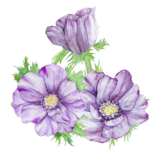 Anemoni viola disegnati a mano ad acquerello con foglie verdi isolati su sfondo bianco