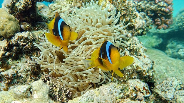 Anfiprione di pesce pagliaccio (Amphiprioninae). Pesce pagliaccio del Mar Rosso. Nemo.