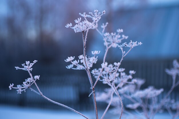 Angelica congelata nel freddo inverno