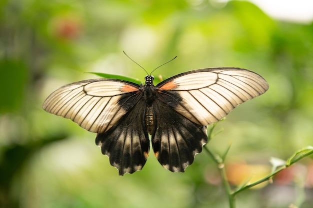 Angelo della natura. La farfalla tropicale si siede sulla pianta verde. Bella farfalla su sfondo naturale. Falena o flutterby. Lepidottero-farfalla con le ali aperte. Insetto alato estivo. entomologia.