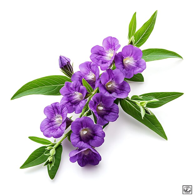 Angelonia isolata su un con uno sfondo bianco