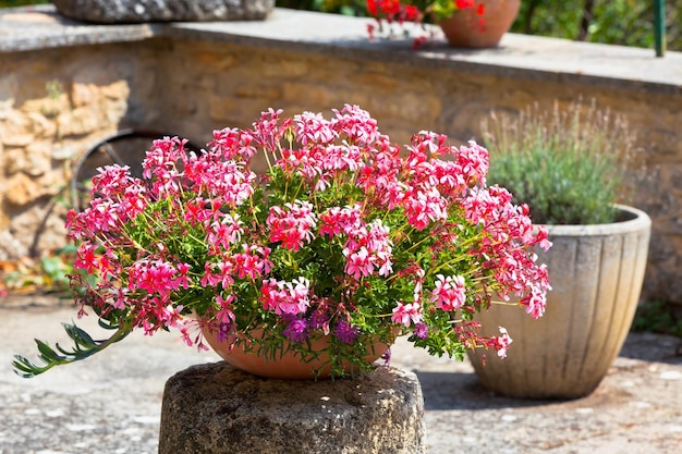 Angolo giardino con bellissimo vaso di fiori rosa