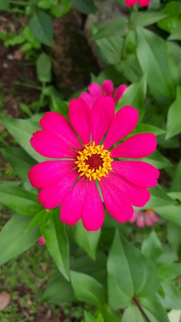 Angolo superiore, fiori rosa splendidamente fioriti su sfondo verde 02