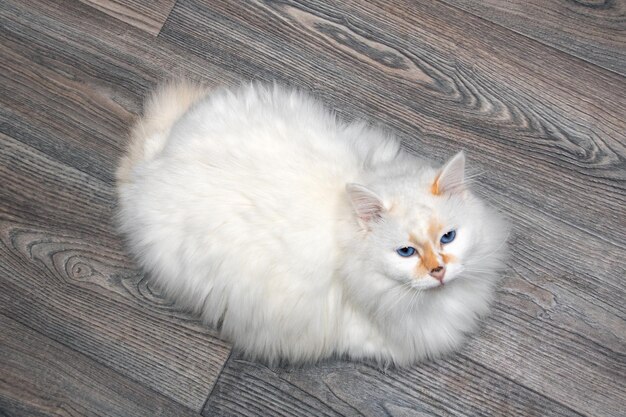 Angora del gatto bianco con il primo piano delle macchie rosse