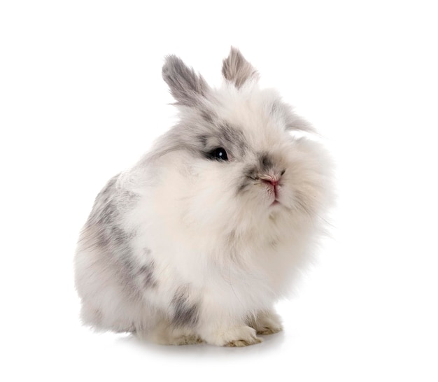 Angora Mini Lop davanti a uno sfondo bianco