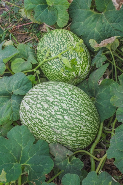 Anguria e una croce di zucca