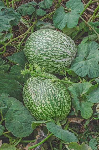 Anguria e una croce di zucca