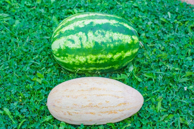 Anguria fresca e melone giacciono sull'erba verde del giardino Raccolta di alimenti sani concept