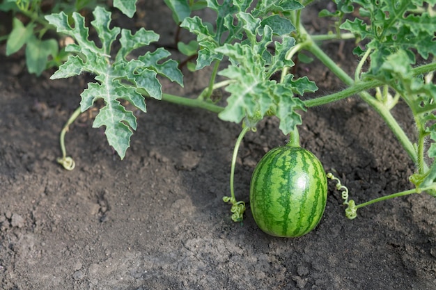 Anguria giovane bambino che cresce nel giardino eco