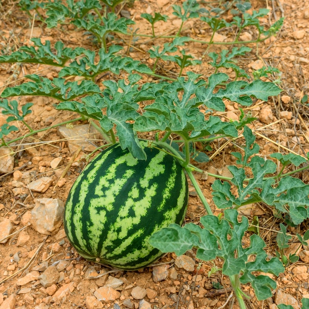 Anguria in giardino