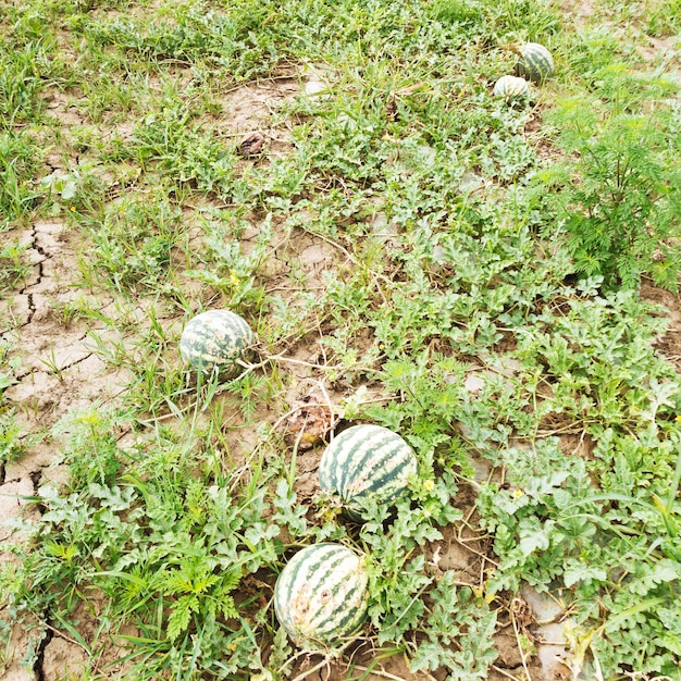 Anguria matura sul campo di melone