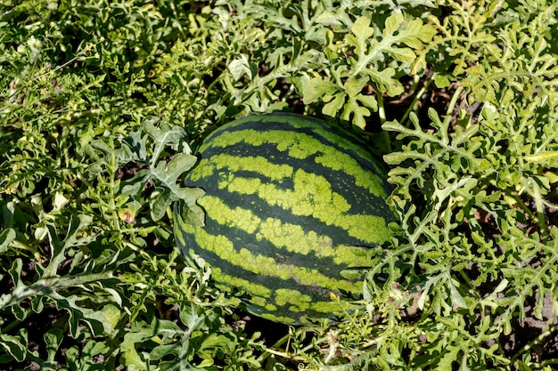 Anguria naturale che cresce nel campo.