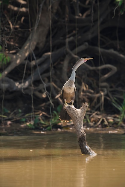 Anhinga sulle rive del fiume cuiaba Mato Grosso Pantanal Brasile