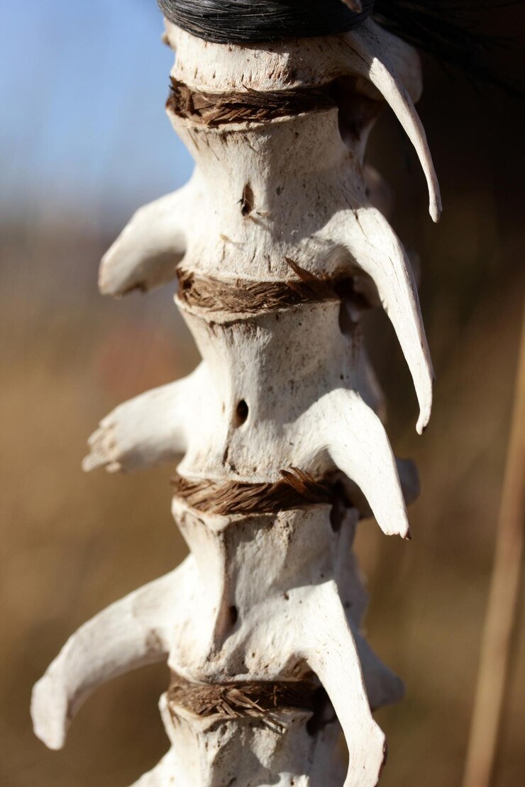 Photo animal skeleton hanging on a rope