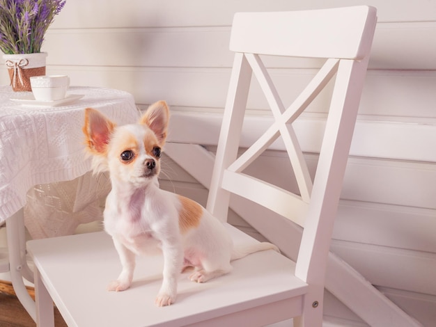 Animale, animale domestico. Il cane Chihuahua bianco si siede su una sedia bianca all'interno. Cucciolo su una sedia.