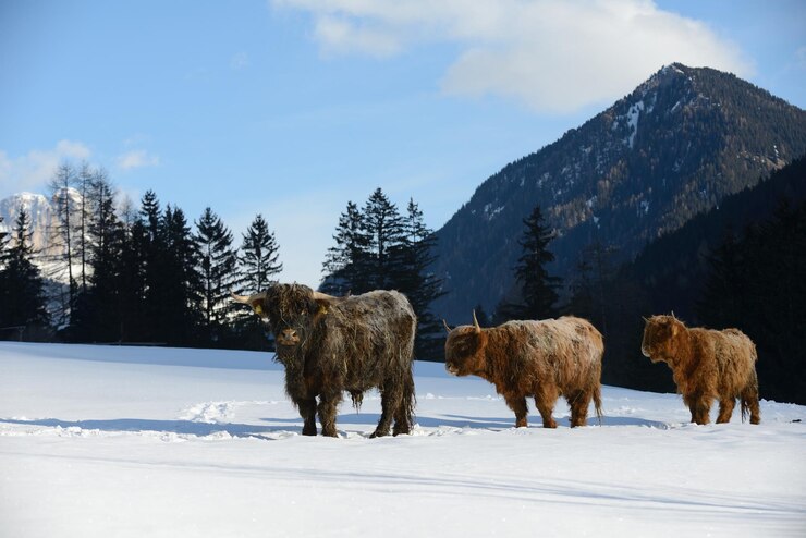 Foto animale bovino in inverno