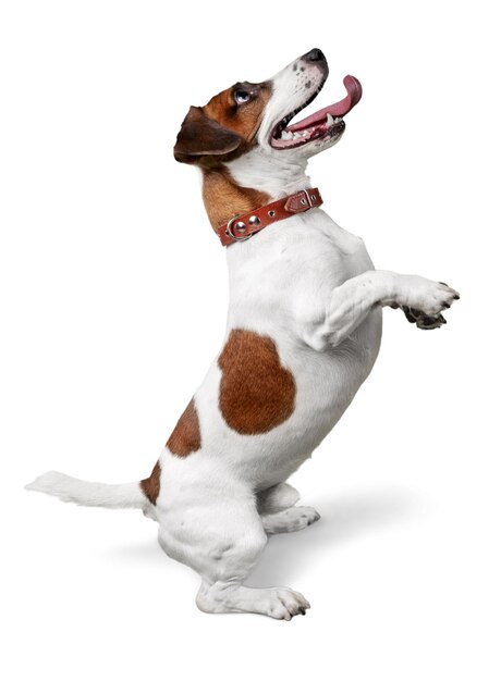 Animale canino pet jack russell terrier cane da ballo