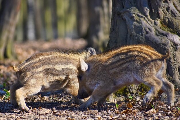 Animale cinghiale allo stato brado