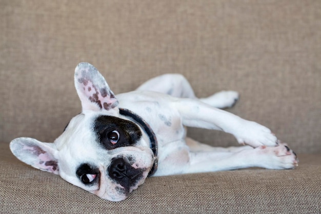 Animale da compagnia; cane carino. Il cane di casa.