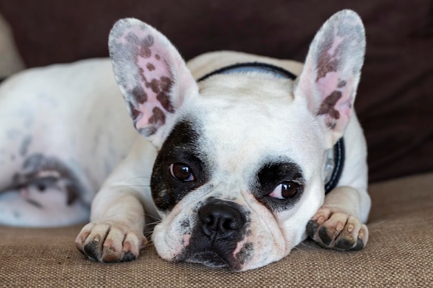 Animale da compagnia Cuccino bulldog francese