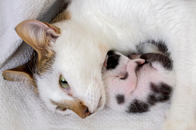 Animale da compagnia; gatto carino