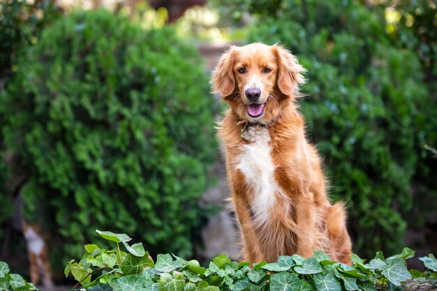 Animale da compagnia; simpatico cane all'aperto. Cane di casa.