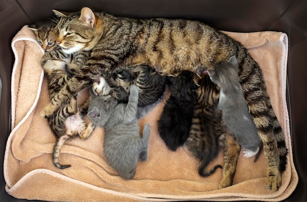 Animale da compagnia; simpatico gatto al coperto. Gatto di casa.