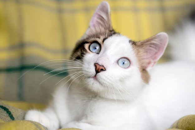 Animale da compagnia; simpatico gatto al coperto. Gatto di casa.