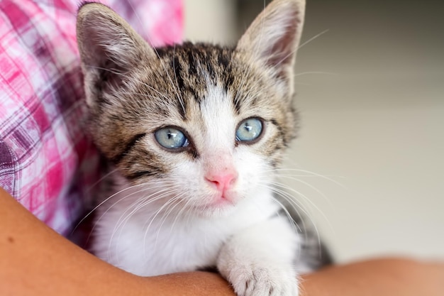 Animale da compagnia; simpatico gatto al coperto. Gatto di casa.