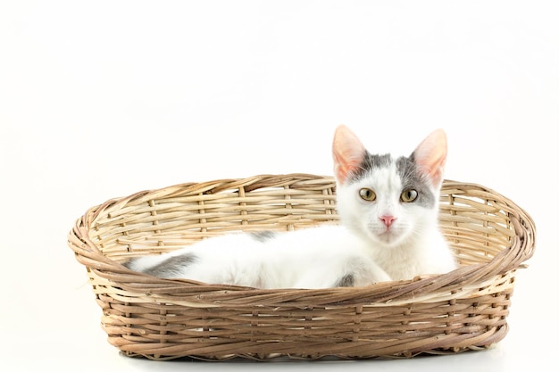 Animale da compagnia; simpatico gatto al coperto. Gatto di casa.