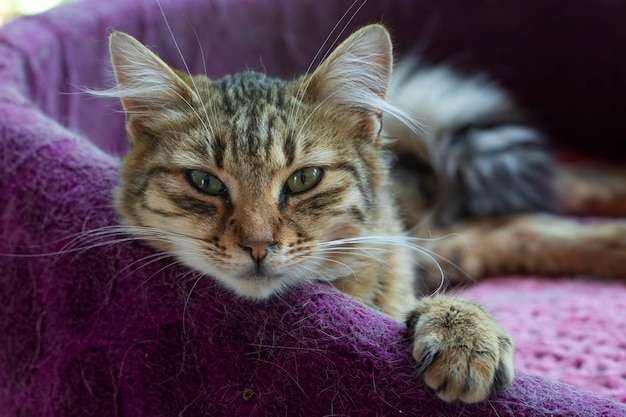 Animale da compagnia; simpatico gatto al coperto. Gatto di casa.