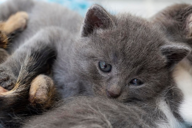 Animale da compagnia; simpatico gatto al coperto. Gatto di casa.