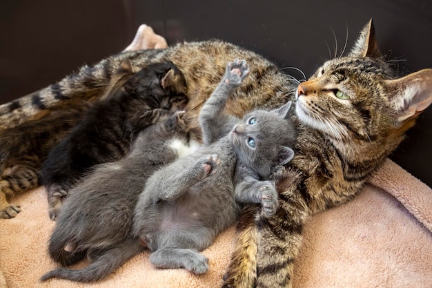 Animale da compagnia; simpatico gatto al coperto. Gatto di casa.