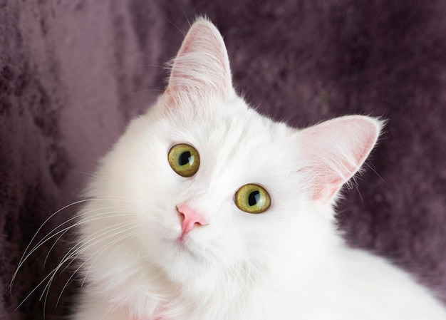 Animale da compagnia; simpatico gatto bianco. Gatto turco di Ankara.